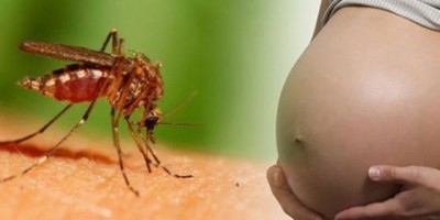 Việc thai phụ nên làm để phòng bệnh do virut Zika